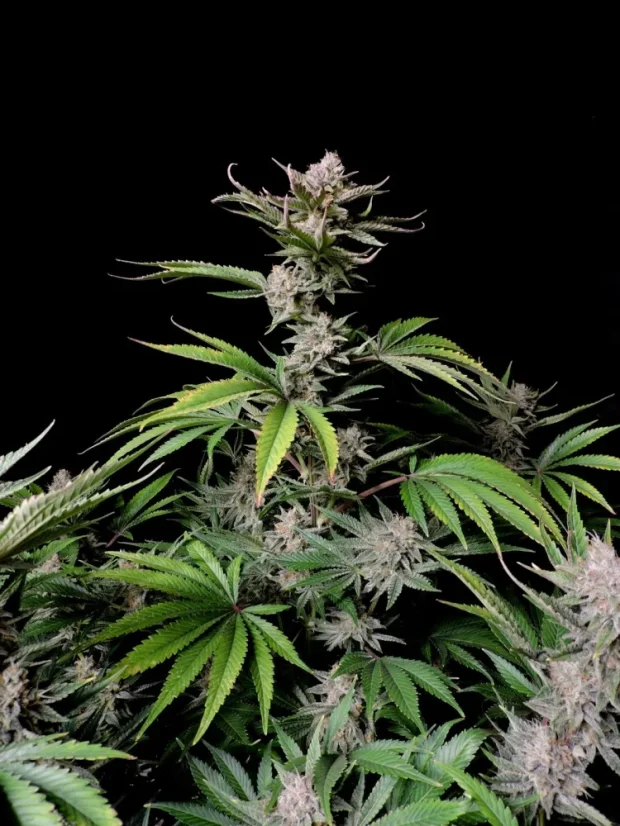 Fast Buds Cannabis Seeds Cherry Cola Auto