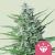 Royal Queen Seeds Graines de cannabis Special Kush #1 féminisée