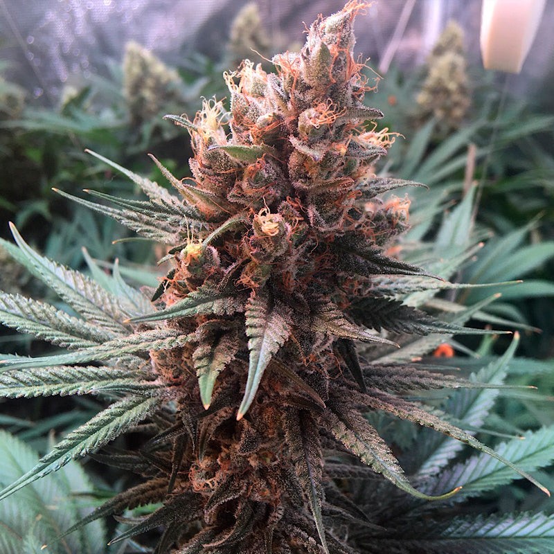 Silent Seeds Seminte de canabis clasice Critical Jack feminizate