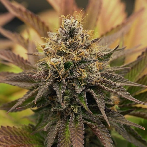 Royal Queen Seeds Seminte de canabis OG Kush feminizate