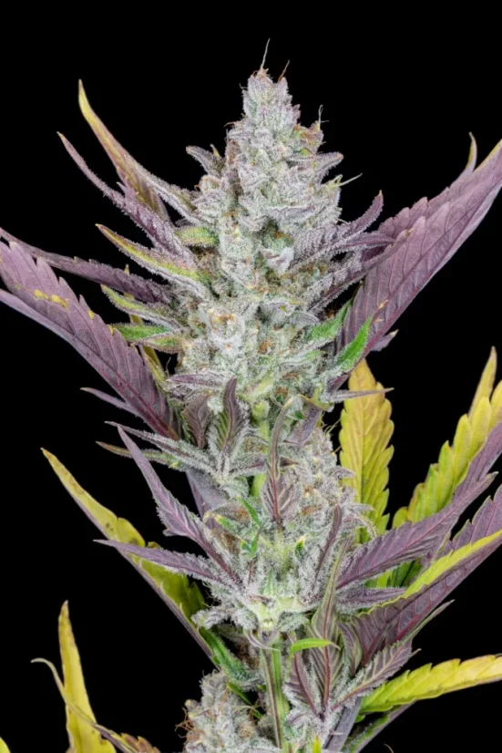 Fast Buds Sjemenke kanabisa Ljepilo za vjenčanja Auto