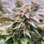 Blimburn Seeds Hanfsamen Girl Scout Cookies Feminisiert