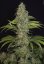 T.H.Seeds™ Cannabis Seeds SAGE™ CBD, 5+1 pakkaus, feminisoitu