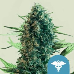 Royal Queen Seeds Sjemenke konoplje Royal Medic Feminized (Visoki CBD)