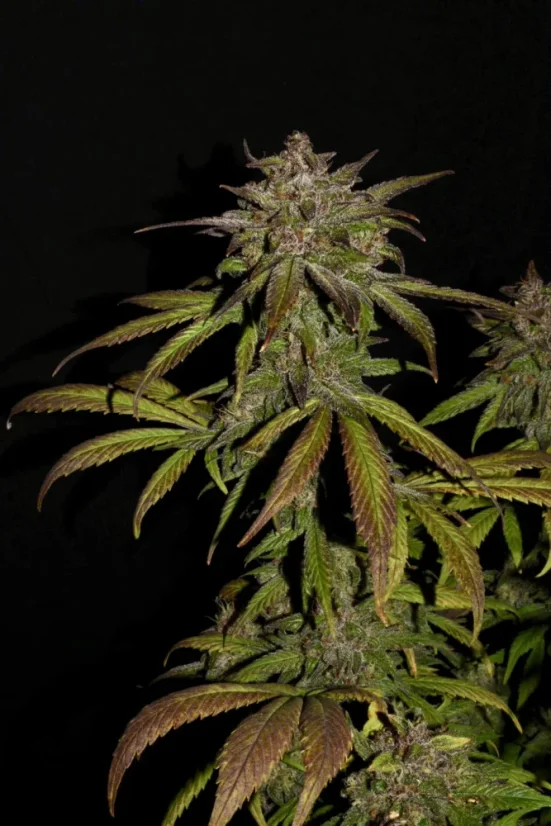 Fast Buds Автозаправка з насінням канабісу