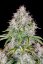 Fast Buds Sjemenke Kanabisa Cinderella Auto