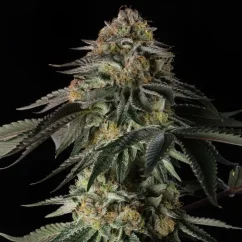Silent Seeds Sementes de Cannabis Rainbow Gas Feminizada