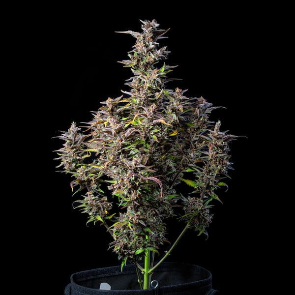 Royal Queen Seeds Seminte de canabis Watermelon Auto