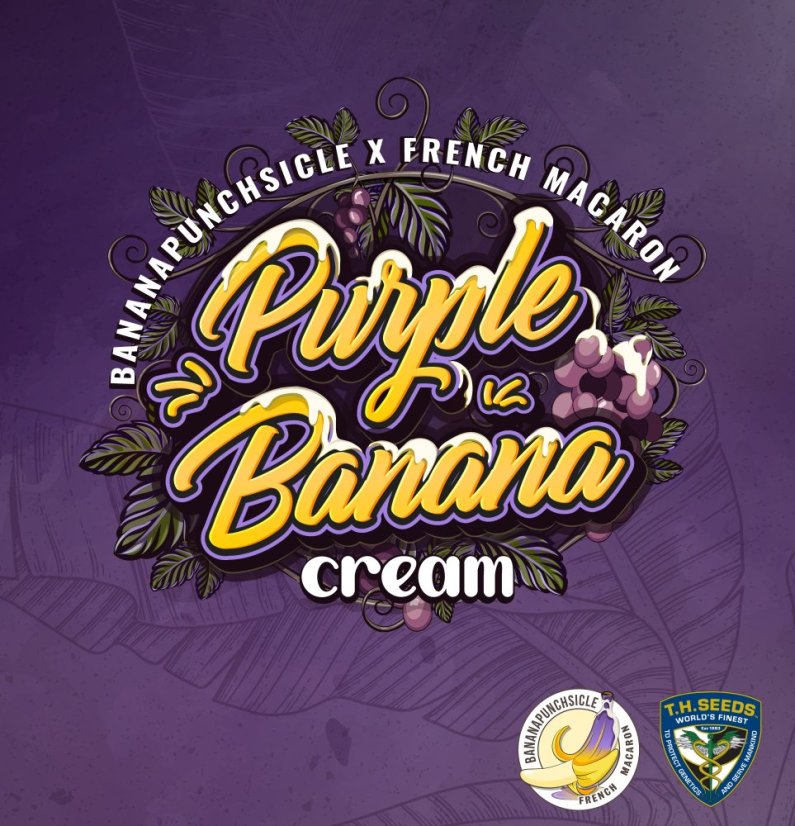 T.H.Seeds™ Seminte de canabis Purple Banana Cream, 6+1 Pachet special, feminizat