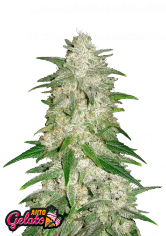 Fast Buds Biji Ganja Gelato Otomatis