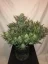 Fast Buds Sjemenke konoplje Gorilla Auto