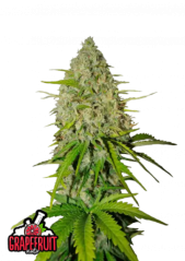 Fast Buds Cannabis Seeds Grapefruit Auto