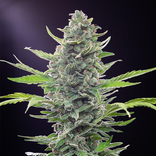 Royal Queen Seeds Semillas de cannabis Royal Critical Auto