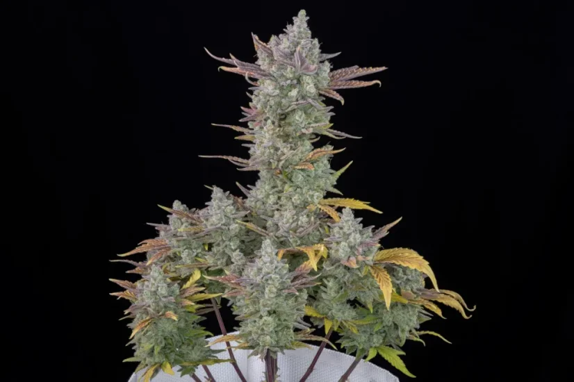 Fast Buds Cannabis Seeds Gorilla Cookies Auto