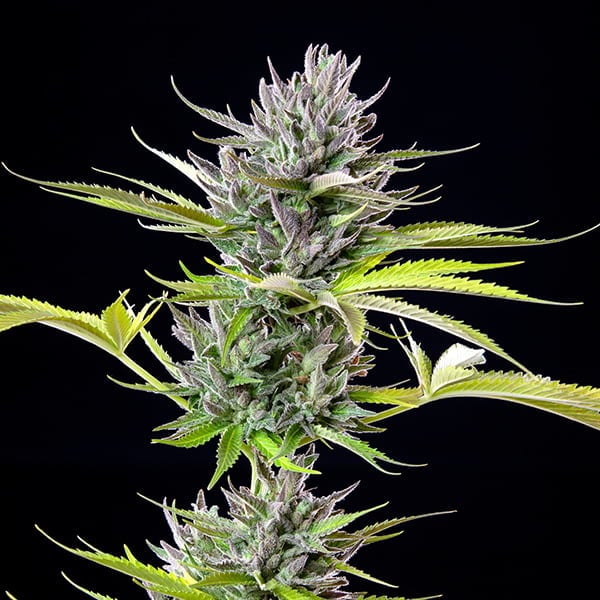 Royal Queen Seeds Seminte de canabis Triple G feminizate