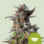 Royal Queen Seeds Seminte de canabis Watermelon Auto