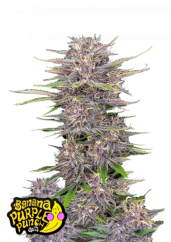 Fast Buds Sjemenke konoplje Banana Purple Punch Auto