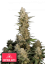 Fast Buds Sjemenke Kanabisa Critical Auto