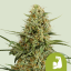 Royal Queen Seeds Seminte de canabis Hulkberry Auto