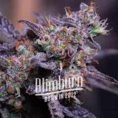 Blimburn Seeds Seminte de canabis Blackberry Moonstones Auto
