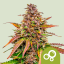 Royal Queen Seeds Semințe de canabis Bubble Kush Auto
