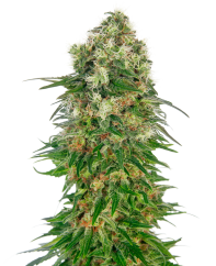Sensi Seeds Cannabisfrø Shiva Skunk Automatic® Feminized, 3-10 stk.