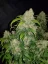 Fast Buds Biji Ganja Zkittlez Auto