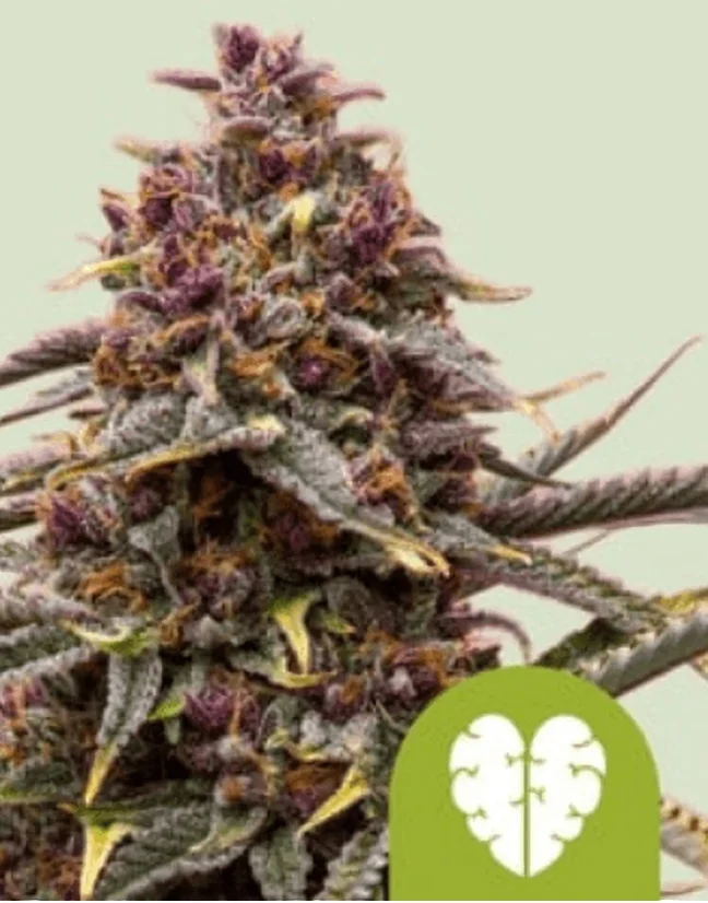 Royal Queen Seeds Kanepiseemned Pink Mist Auto