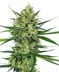Sensi Seeds Semințe de canabis Tangerine Sugar® feminizate, 3-10 buc.