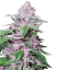 Sensi Seeds Seminte de canabis Purple Cookie Kush feminizate, 3-10 buc.