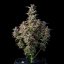 Royal Queen Seeds Seminte de canabis Watermelon Auto