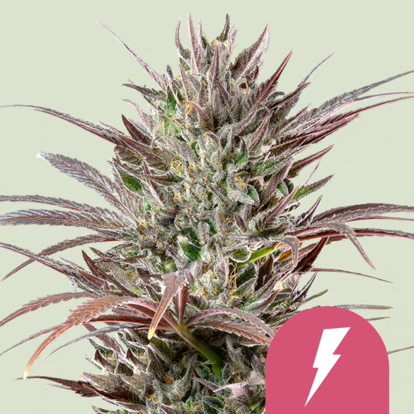Royal Queen Seeds Seminte de canabis North Thunderfuck feminizate