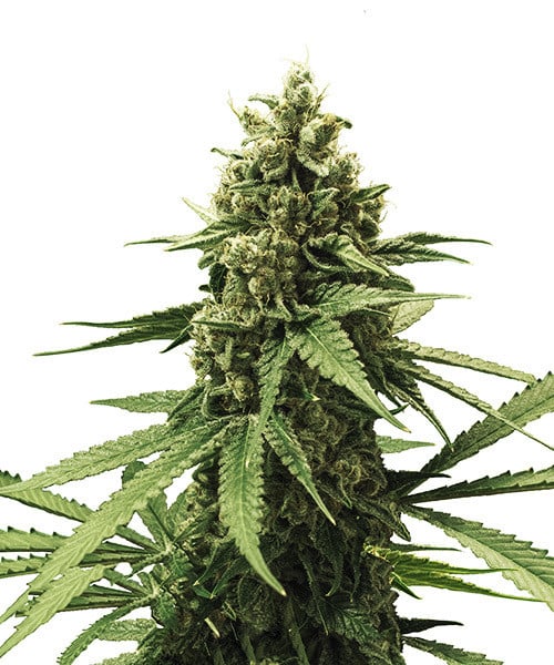 Royal Queen Seeds Seminte de canabis Fritter de mere feminizate
