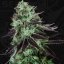 T.H.Seeds™ Semințe de canabis Darkstar™, pachet 5+1, obișnuite