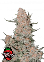 Fast Buds Sjemenke konoplje Ztrawberriez Auto
