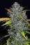 Fast Buds Biji Ganja Gelato Otomatis