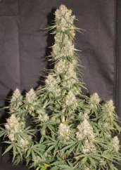 Dutch Passion Seminte de canabis Auto Blueberry® Autoflowering