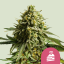 Royal Queen Seeds Tort de nunta Seminte de Canabis Feminizat