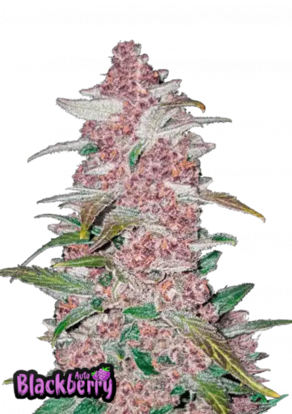 Fast Buds Semena Konoplje Blackberry Auto