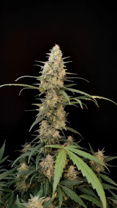 Fast Buds Sjemenke Kanabisa Critical Auto