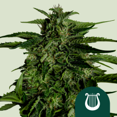 Royal Queen Seeds Sjemenke konoplje Apollo F1 Auto