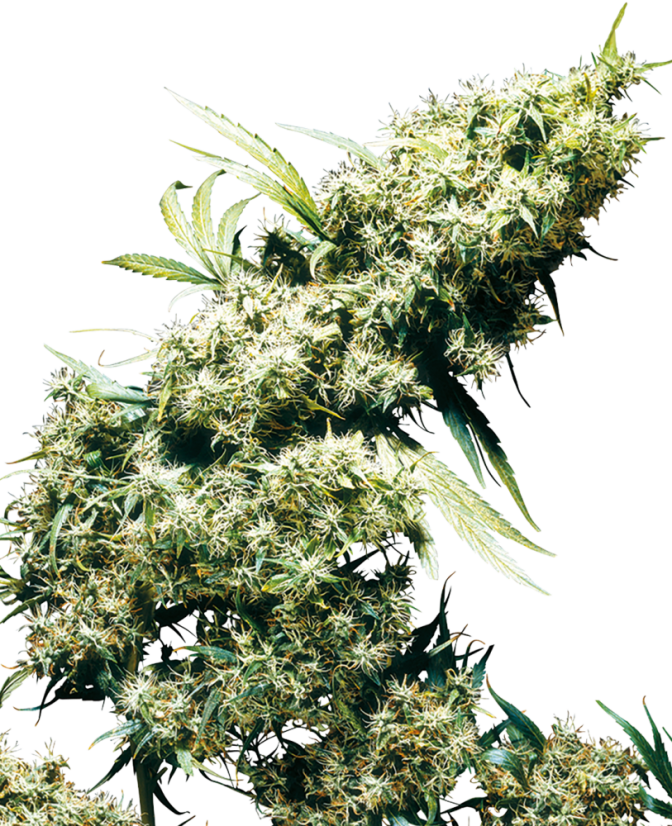 Sensi Seeds Semințe de canabis Jamaican Pearl® Regular, 10 buc