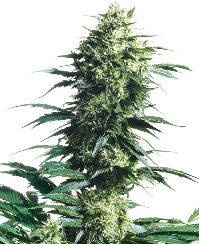 Sensi Seeds Graines de cannabis Mother's Finest® régulières, 10 pièces