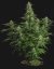 Royal Queen Seeds Семена от канабис Milky Way F1 Auto