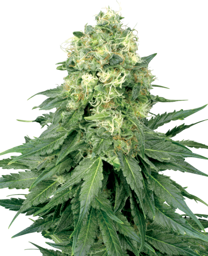 Sensi Seeds Seminte de canabis White Widow feminizate de White Label, 3-10 buc.