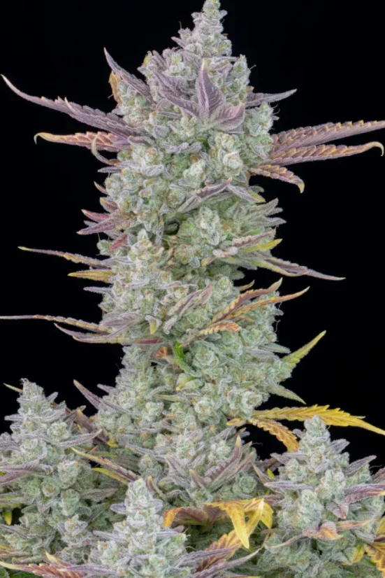 Fast Buds Sjemenke konoplje Gorilla Cookies Auto