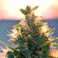 Doctor´s Choice Seeds Lowryder feminizate (IBL) Auto Feminizate