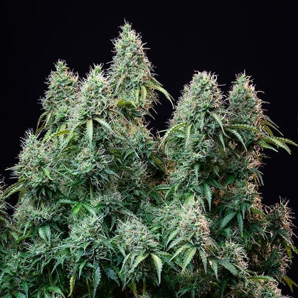Royal Queen Seeds Semillas de cannabis Amnesia Haze Auto