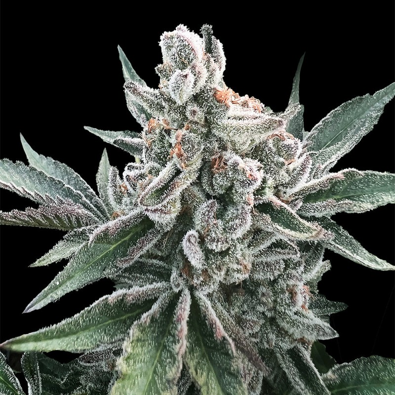 Silent Seeds Semințe de canabis Polar Gelato Auto By Sherbinskis