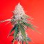 Silent Seeds Seminte clasice de canabis OG Kush feminizate